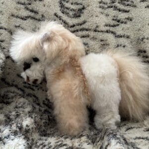 A small dog is standing on the blanket