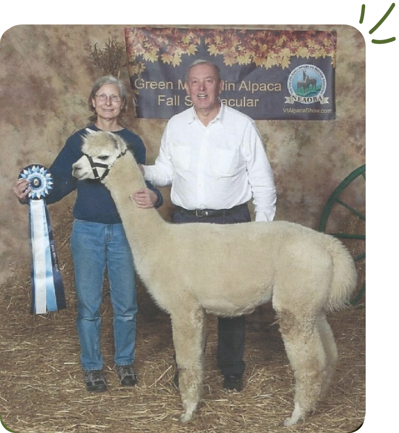 A man and woman standing next to a llama.