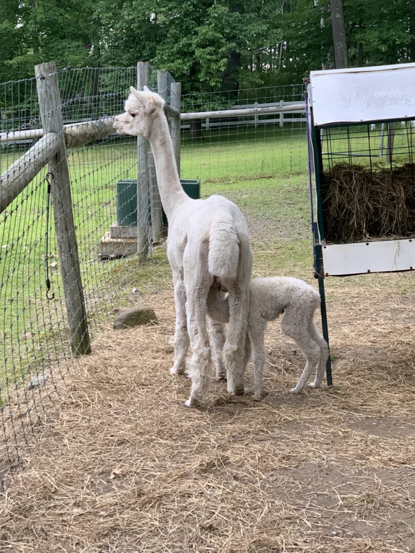 A baby llama standing next to an adult llama.