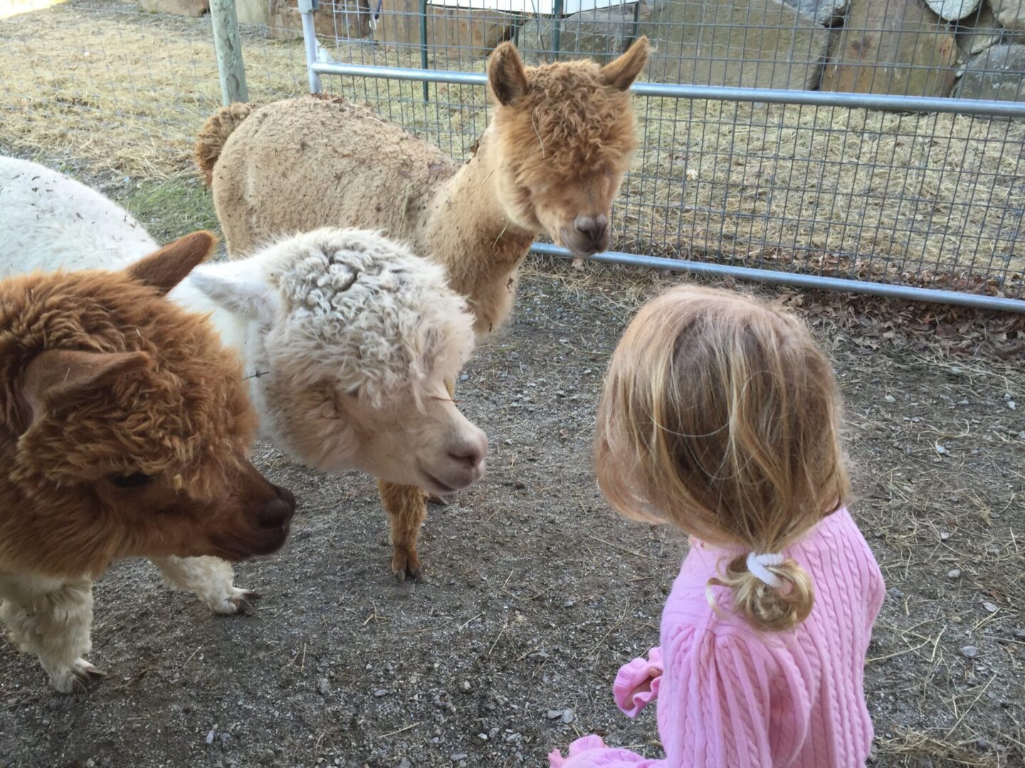 A little girl and two sheep in an enclosure