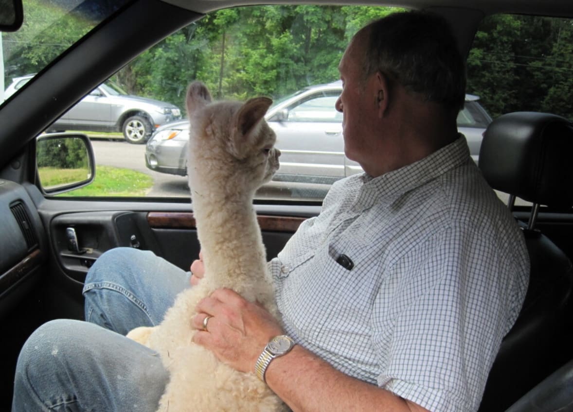 A man sitting in the back of a car holding an animal.