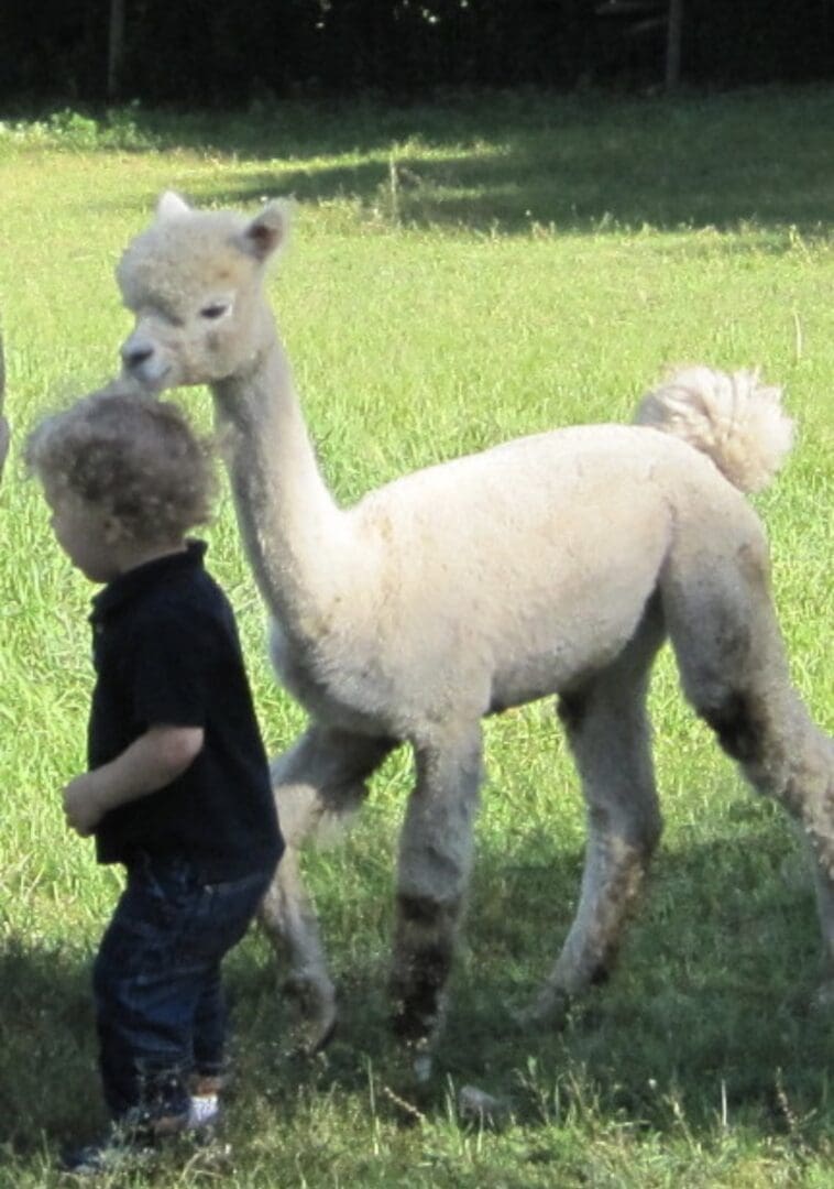 A boy and his llama in the grass.