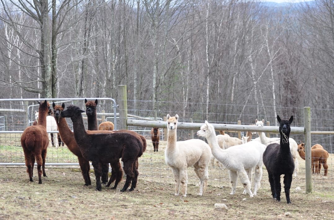 A group of llamas standing in the dirt.