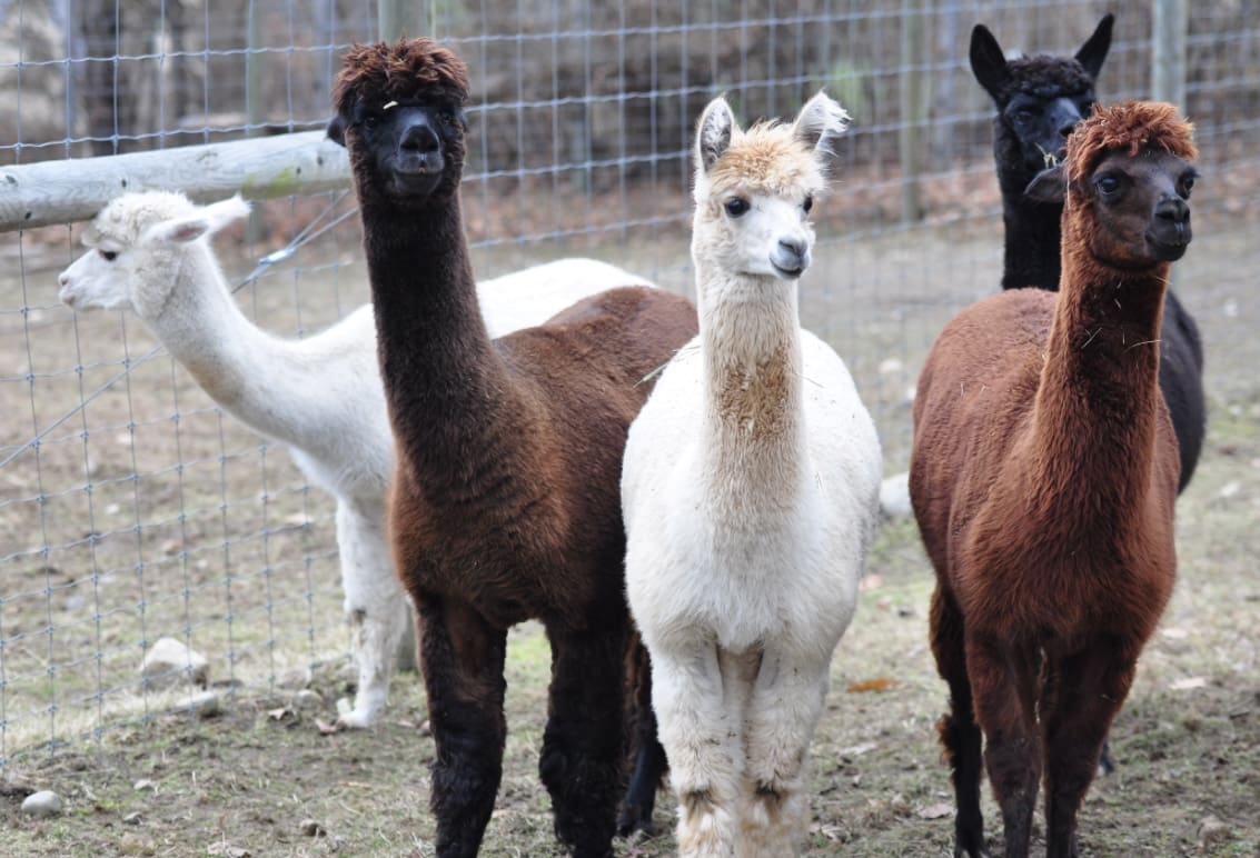 A group of llamas standing in the dirt.