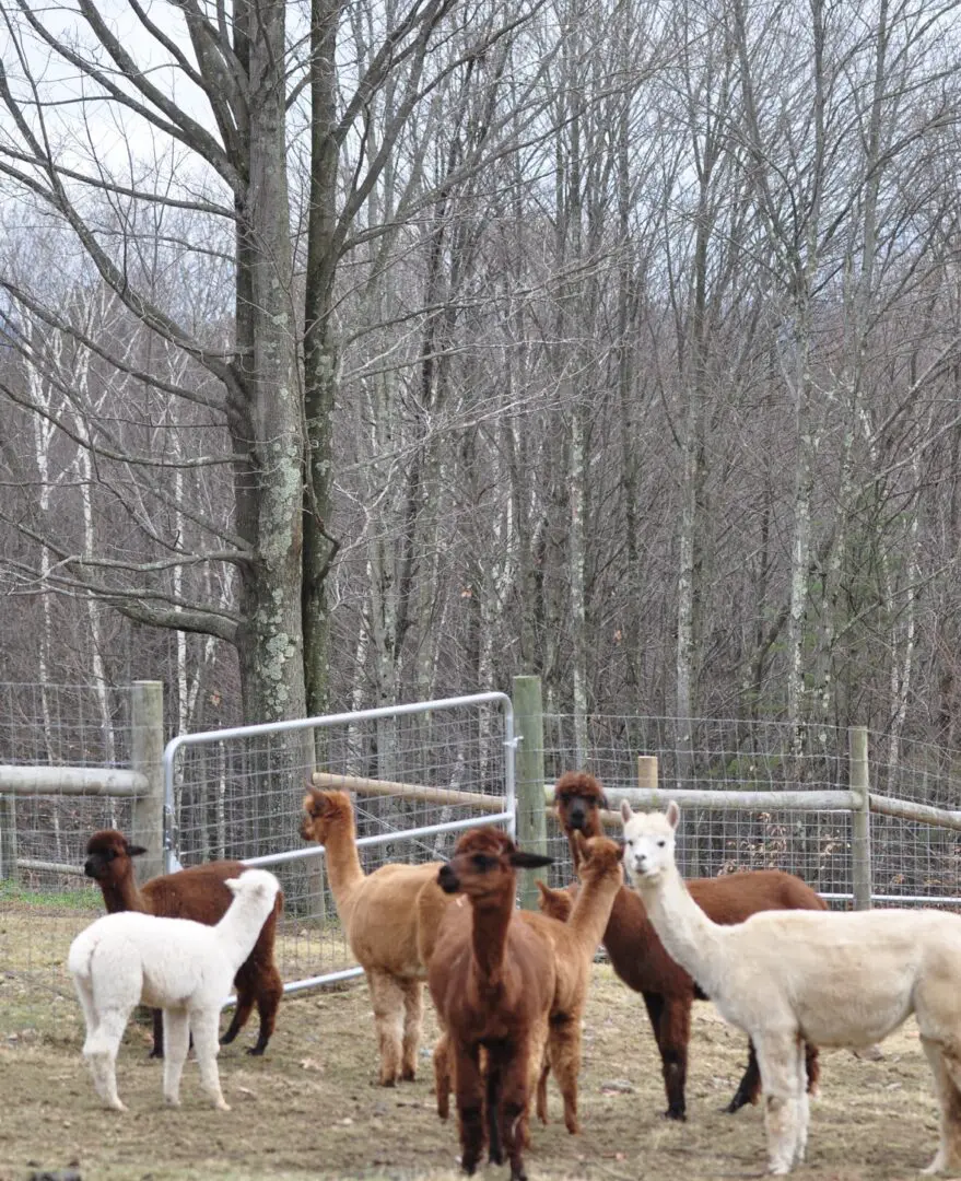 A group of llamas standing in the grass.