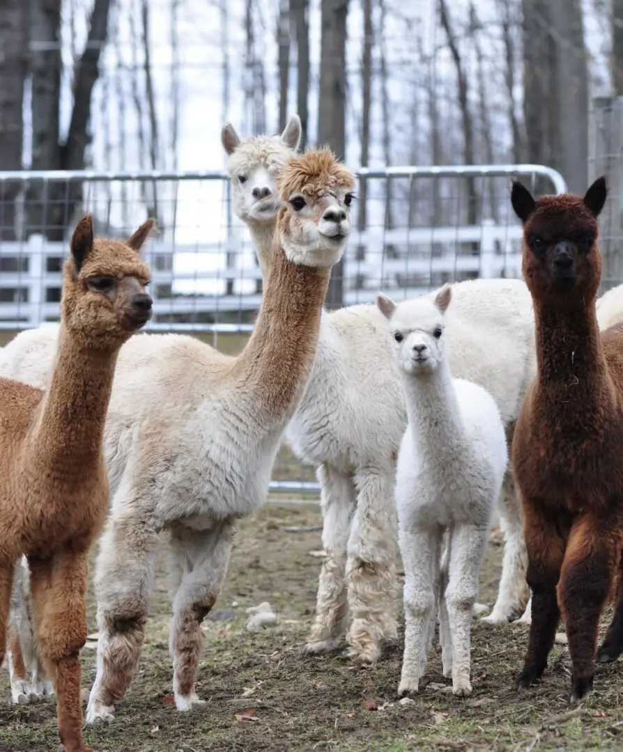 A group of alpacas standing around in the dirt.