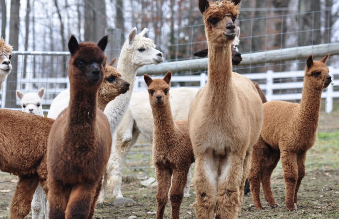 A group of llamas standing around in the grass.