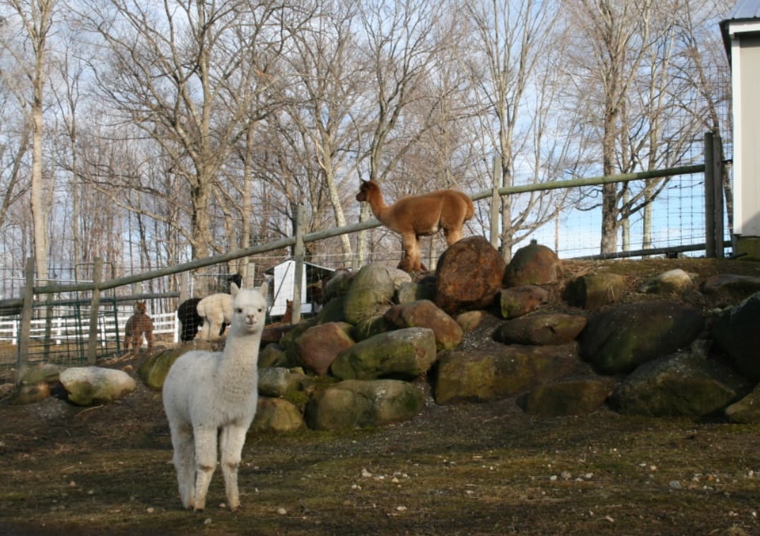 Two llamas standing on a pile of rocks.