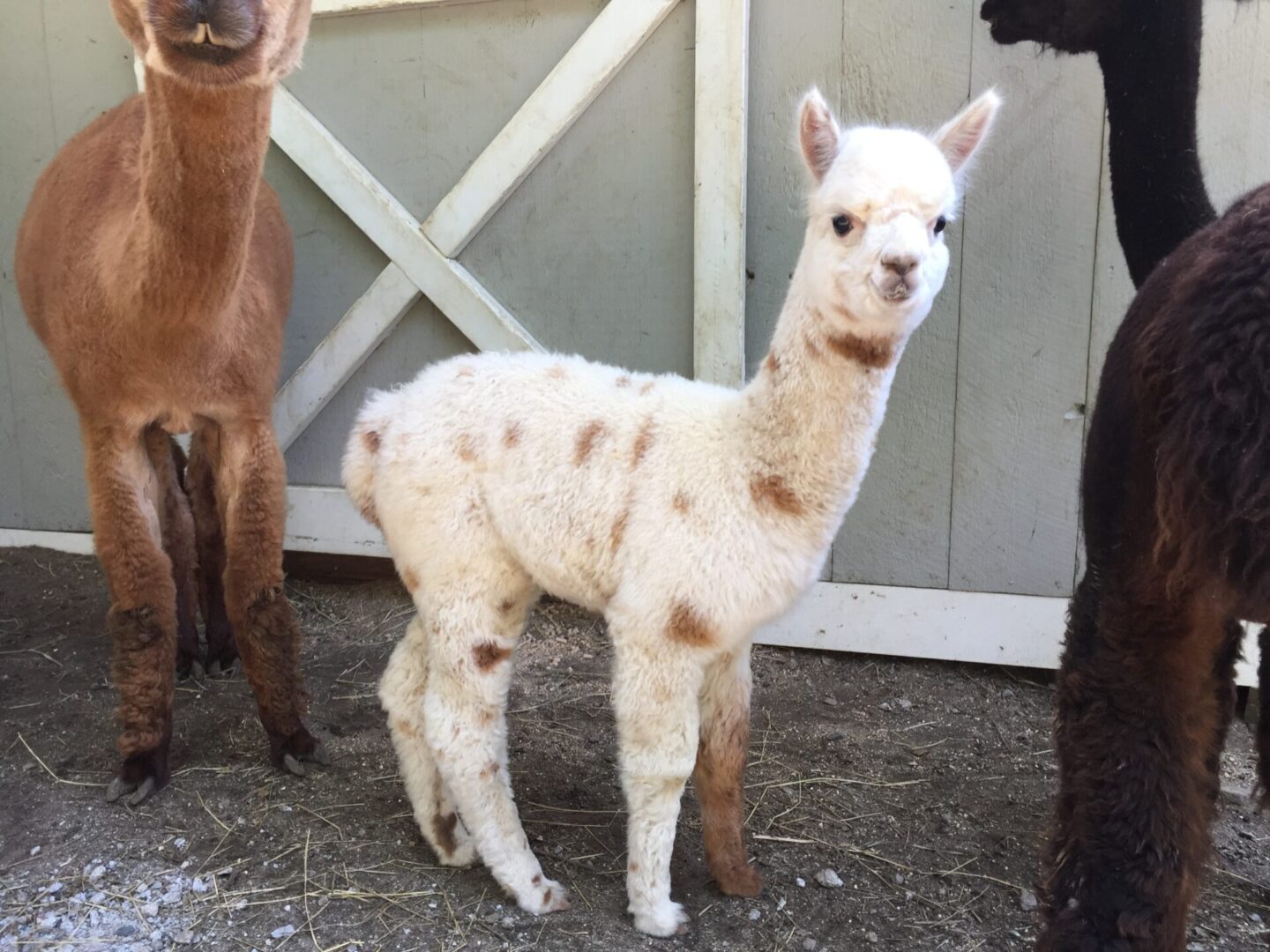 A baby llama standing next to two other llamas.