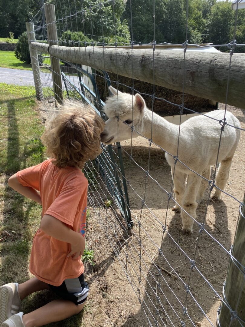 A little kid looking at a baby llama