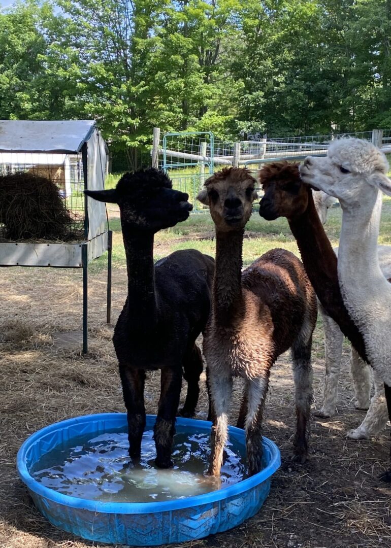 A group of llamas standing around in the dirt.