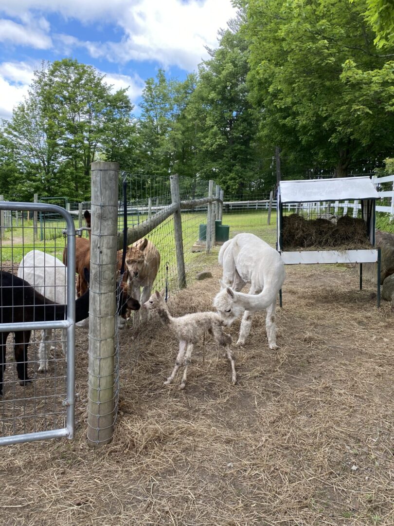 A group of animals standing next to each other.