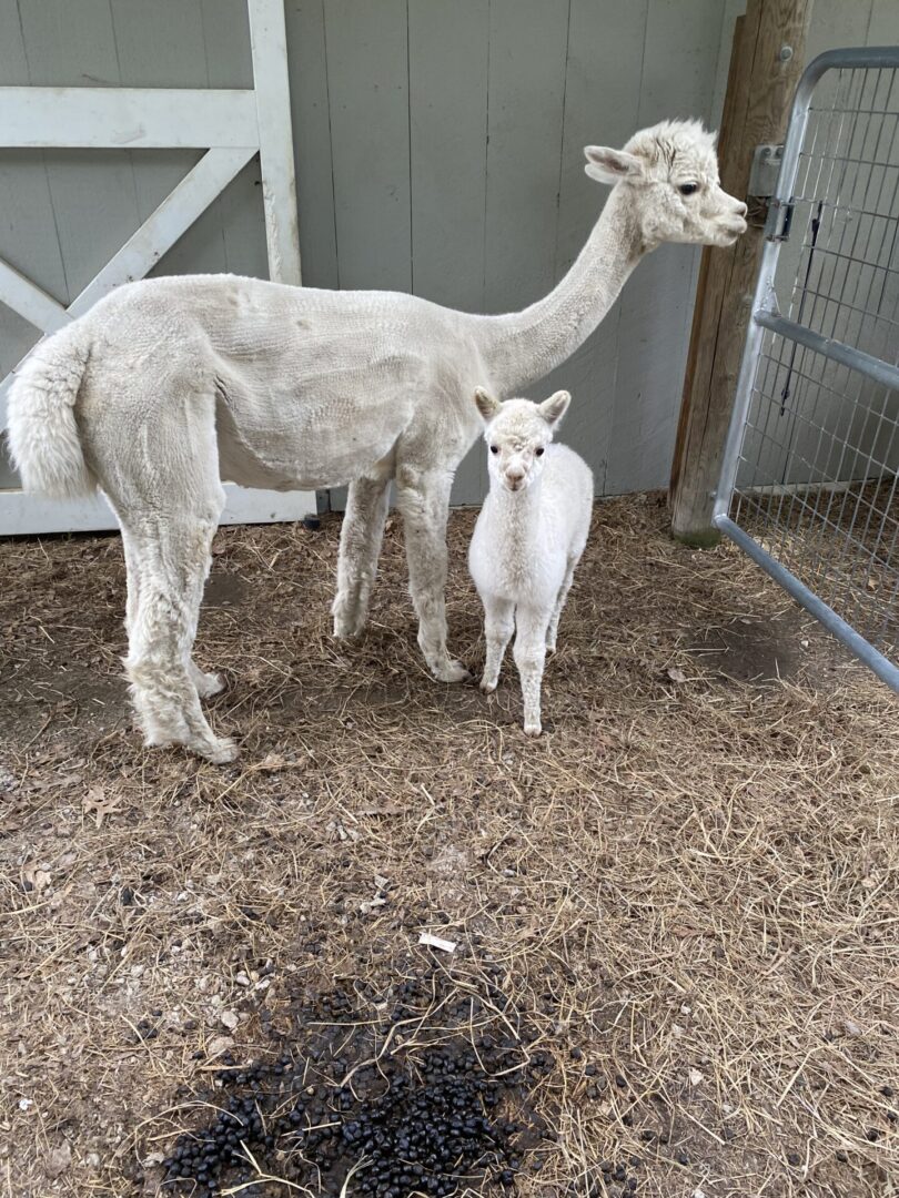 A baby llama standing next to an adult llama.