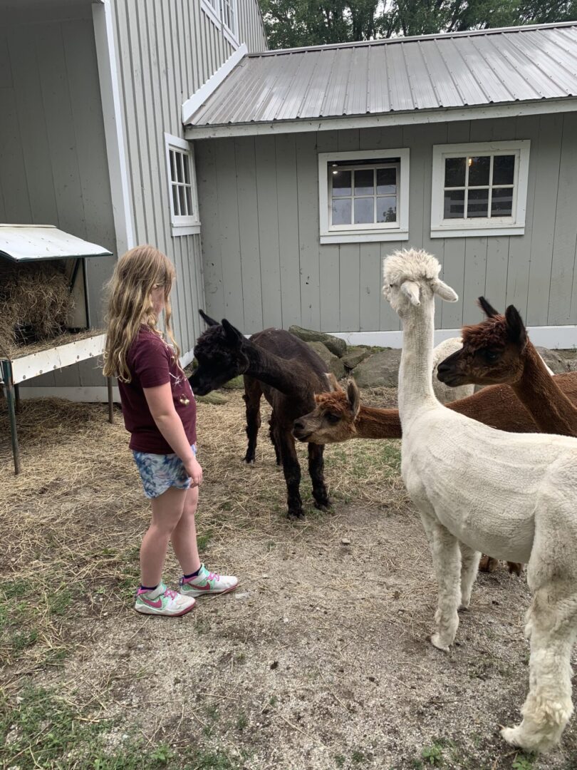 A little girl standing next to some animals.