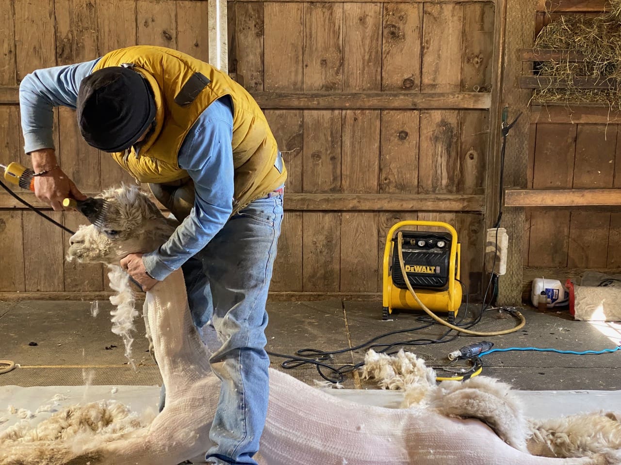 A man shearing sheep in the barn.