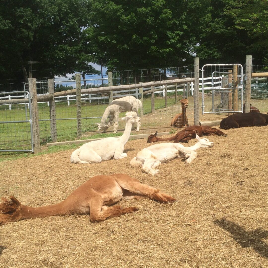 A group of animals laying on the ground in an enclosure.